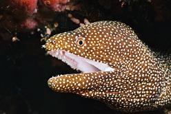 Palau Scuba Diving Holiday. Moray Eel.